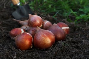 10 tips voor het planten van voorjaarsbollen