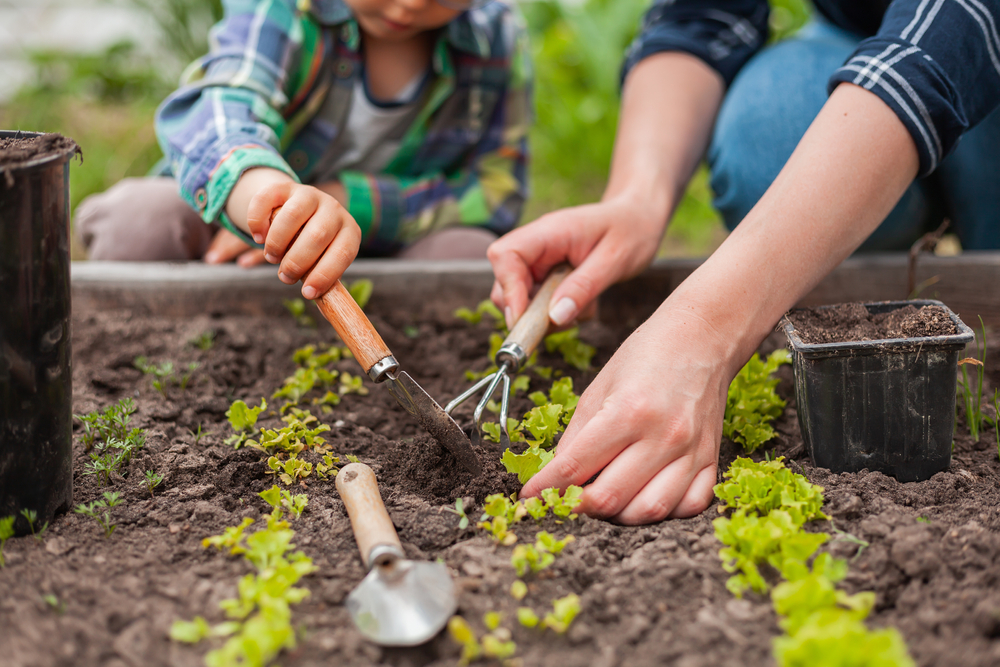 Begin je eigen moestuin! 