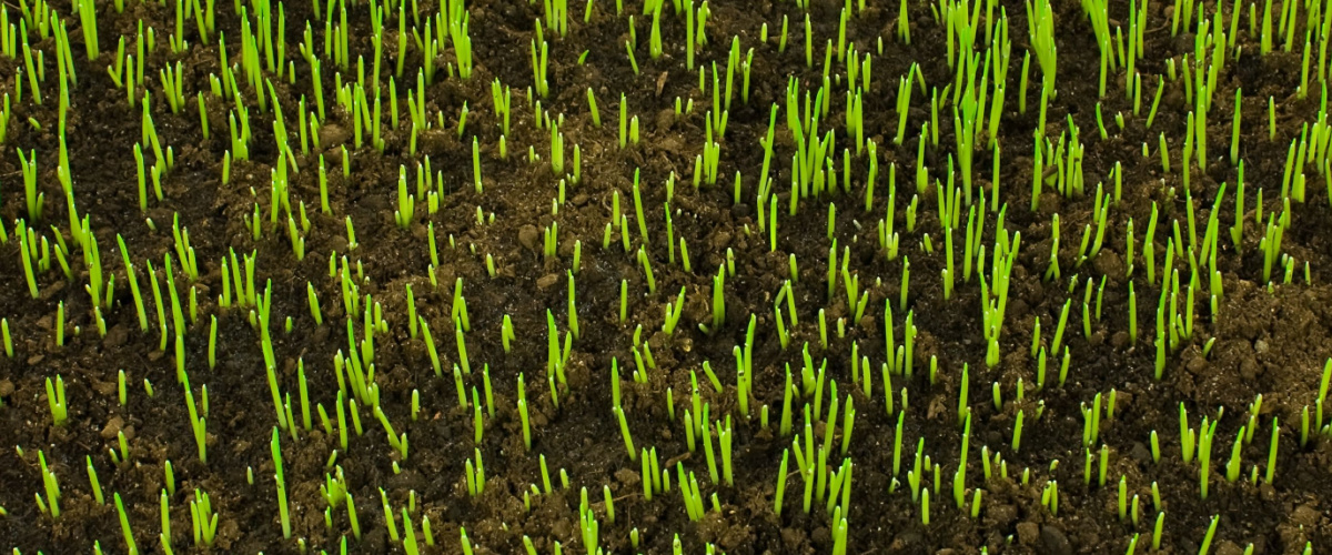 Gras zaadjes - Van Buynder