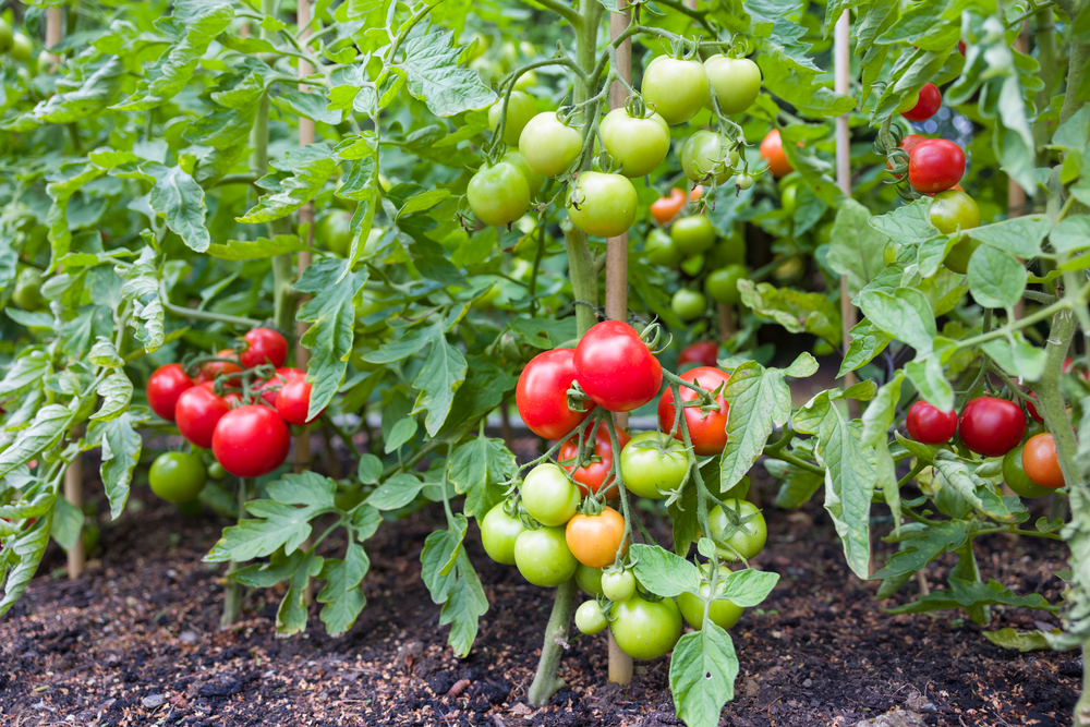 Kweek je eigen tomaten. 