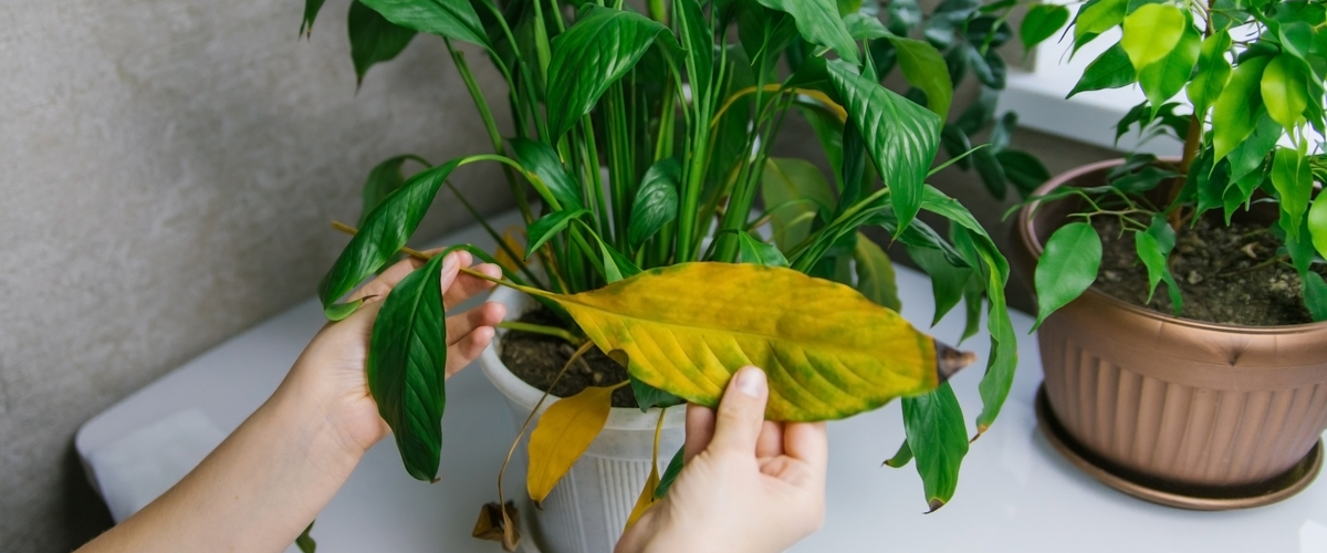 Tips voor kamerplantenverzorging in de herfst