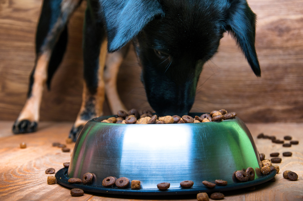 Dierenwinkel Sint-Niklaas voor al uw dierenbenodigdheden