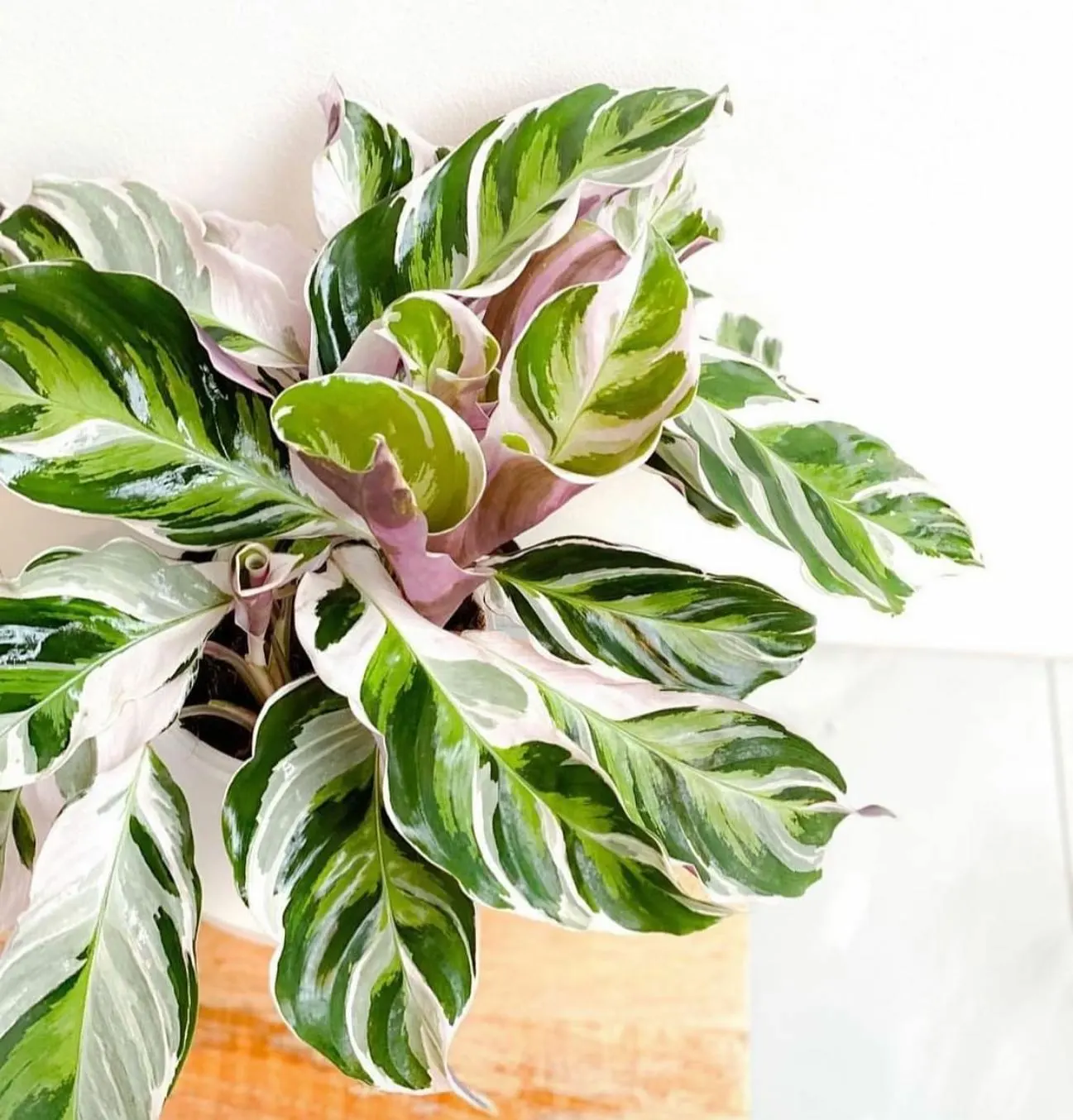 Groen, groener, groenst