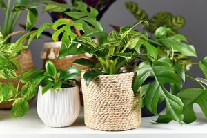 5 tips om planten te stijlen in huis
