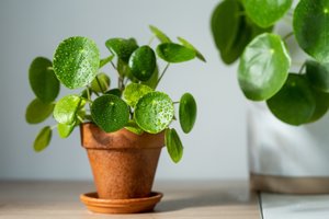 7 tips voor kamerplantenverzorging in de herfst