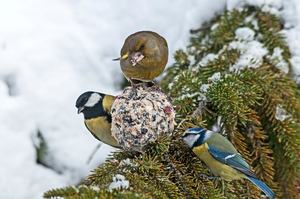 Help tuindieren de winter door