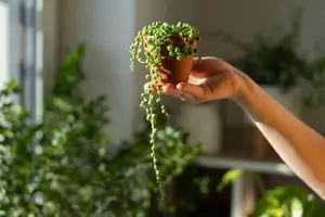 Ontdek de schoonheid van de String of Pearls, ofwel erwtenplant 