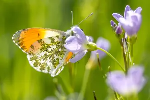 Pinksterbloemen en een wilde bloemenweide