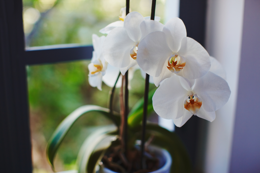 Prachtige bloemen bestellen nabij Sint-Niklaas