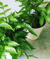 Groene kamerplanten